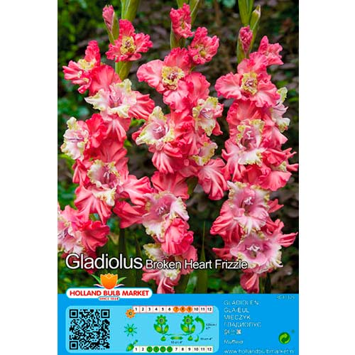 Gladiole Broken Heart Frizzle imagine 1 articol 76441