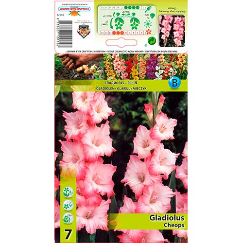 Gladiole Cheops articol fotografie 1 Gladiole Cheops imagine 1 articol 76245