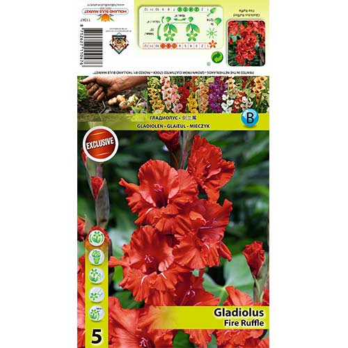 Gladiole Fire Ruffle articol fotografie 1 Gladiole Fire Ruffle imagine 1 articol 70395