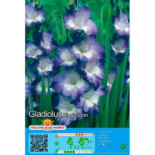Gladiole Kings Lynn imagine 1 articol 76445