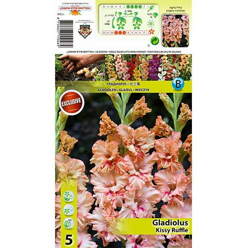 Gladiole Kissy Ruffle articol fotografie 1 Gladiole Kissy Ruffle imagine 1 articol 70396