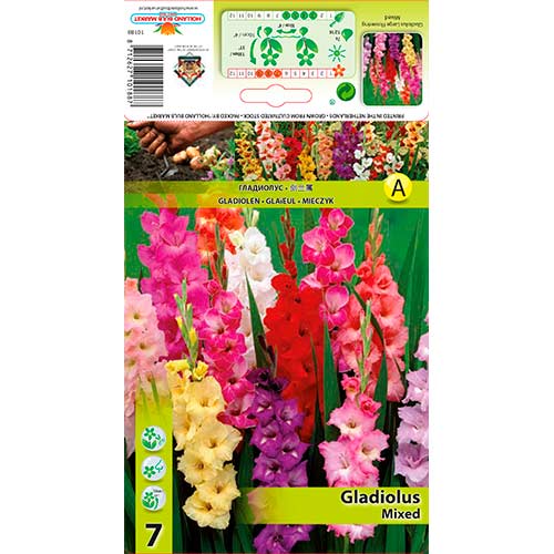 Gladiole Ruffle mix multicolor imagine 1 articol 76249