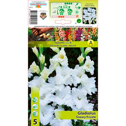 Gladiole Snowy Frizzle imagine 1 articol 70401