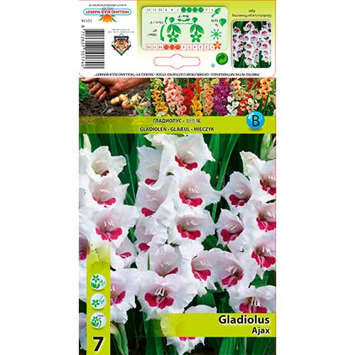Gladiole Ajax imagine 1 articol 76588