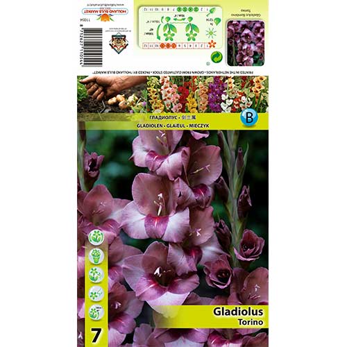 Gladiole Torino imagine 1 articol 70404