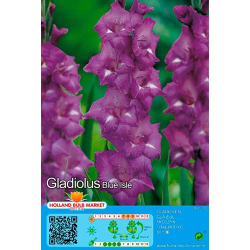 Gladiole Blue Isle imagine 1 articol 76439