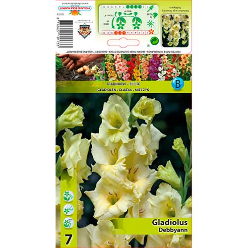 Gladiole Debbyann articol fotografie 1 Gladiole Debbyann imagine 1 articol 76590