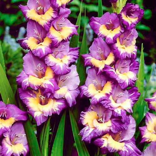 Gladiole grandiflora Dynamite imagine 1 articol 68269