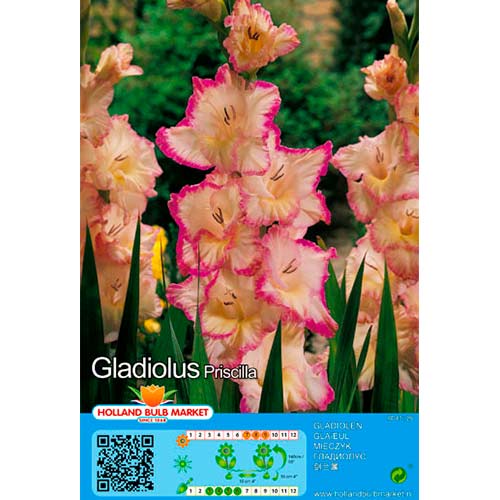 Gladiole Priscilla imagine 1 articol 76450