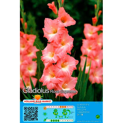 Gladiole Rose Supreme articol fotografie 1 Gladiole Rose Supreme imagine 1 articol 76668