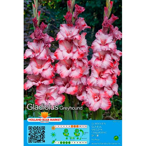 Gladiole Greyhound imagine 1 articol 76662