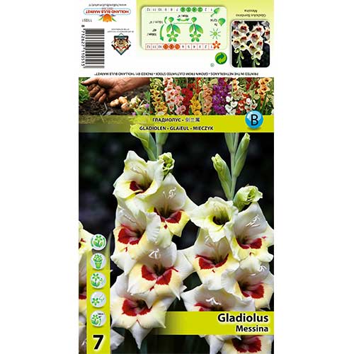 Gladiole Messina imagine 1 articol 70397