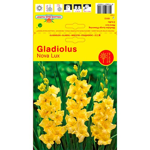 Gladiole Nova Lux articol fotografie 1 Gladiole Nova Lux imagine 1 articol 76447