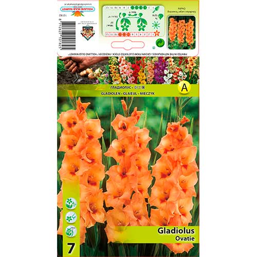 Gladiole Ovatie articol fotografie 1 Gladiole Ovatie imagine 1 articol 76591