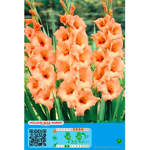Gladiole Peter Pears articol fotografie 1 Gladiole Peter Pears imagine 1 articol 76448