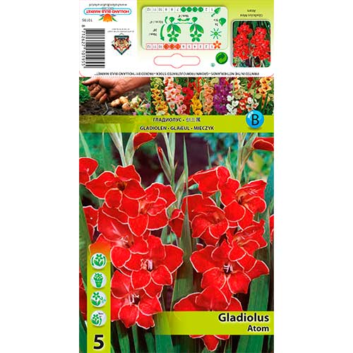 Gladiole pitice Atom imagine 1 articol 76329