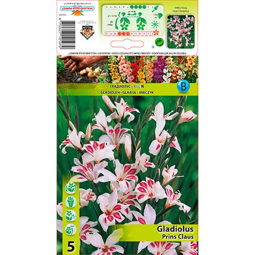 Gladiole pitice Prins Claus articol fotografie 1 Gladiole pitice Prins Claus imagine 1 articol 76332