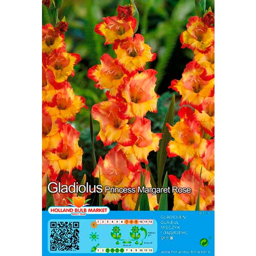 Gladiole Princess Margaret Rose imagine 1 articol 76667
