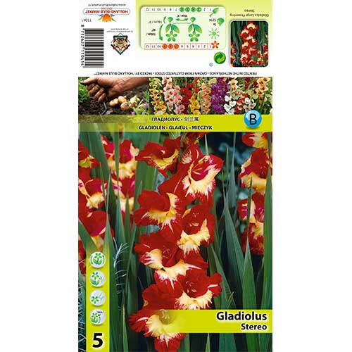 Gladiole Stereo articol fotografie 1 Gladiole Stereo imagine 1 articol 70403
