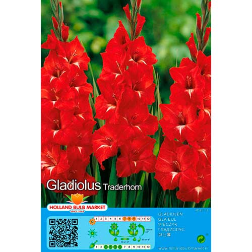 Gladiole Traderhorn articol fotografie 1 Gladiole Traderhorn imagine 1 articol 70465