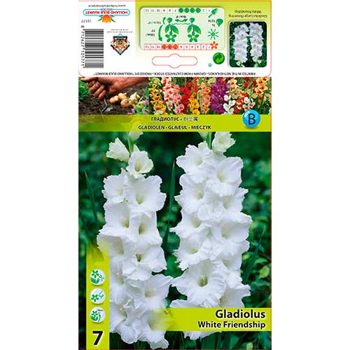 Gladiole White Friendship articol fotografie 1 Gladiole White Friendship imagine 1 articol 76589