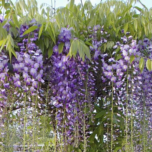 Wisteria floribunda Blue Dream, С2 imagine 1 articol 8238