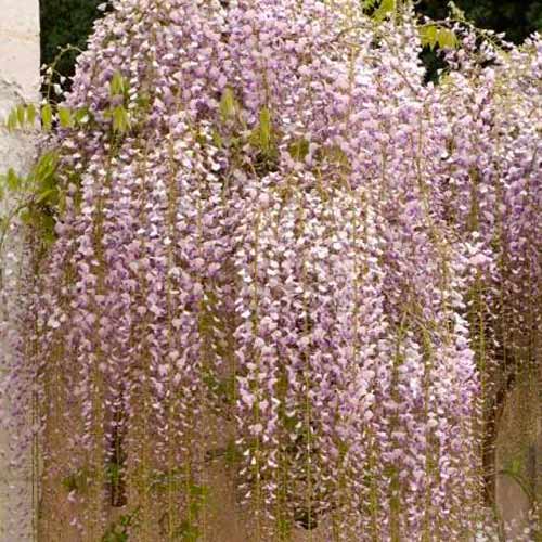 Glicină (Wisteria floribunda) Macrobotrys articol fotografie 1 Glicină (Wisteria floribunda) Macrobotrys imagine 1 articol 5630