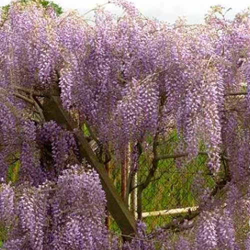 Glicină (Wisteria formosa) Issai imagine 1 articol 5632