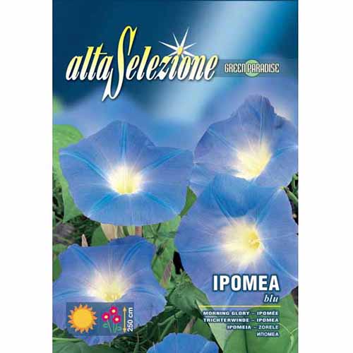 Gloria de dimineață albastră imagine 1 articol 96344
