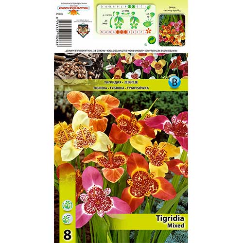 Tigridia mix multicolor articol fotografie 1 Tigridia mix multicolor imagine 1 articol 70321