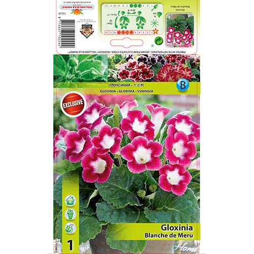 Gloxinie Blanche de Meru articol fotografie 1 Gloxinie Blanche de Meru imagine 1 articol 76259