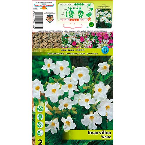 Gloxinie sălbatică (Incarvillea) Delavayi White imagine 1 articol 76281