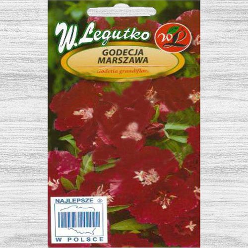 Godetia roșie Legutko articol fotografie 1 Godetia roșie Legutko imagine 1 articol 78560