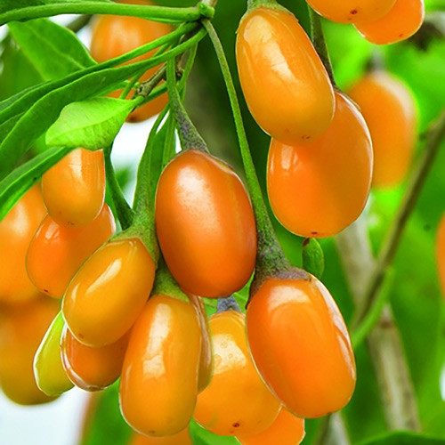 Goji Amber Sweet imagine 1 articol 8404