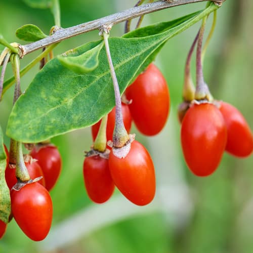 Goji New Big, P9 imagine 1 articol 9322