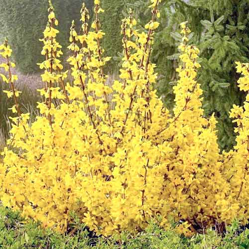 Forsythia Spectabilis imagine 1 articol 4440