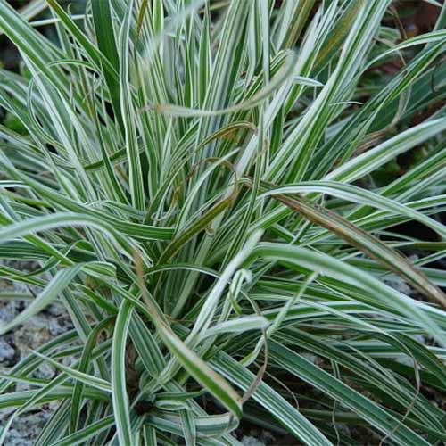 Golomat Variegata imagine 1 articol 01340