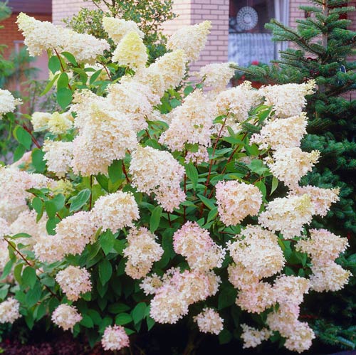 Hortensia paniculată Big Ben articol fotografie 2 Hortensia paniculată Big Ben imagine 2 articol 2445