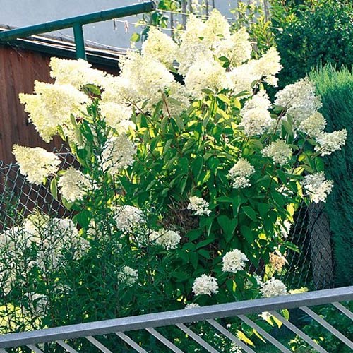 Hortensia paniculată Big Ben articol fotografie 3 Hortensia paniculată Big Ben imagine 3 articol 2445