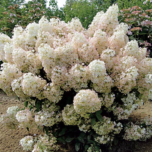 Hortensia paniculată Big Ben articol fotografie 4 Hortensia paniculată Big Ben imagine 4 articol 2445