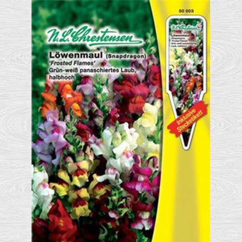Gura leului pitică Frosted Flames, mix multicolor articol fotografie 1 Gura leului pitică Frosted Flames, mix multicolor imagine 1 articol 69235