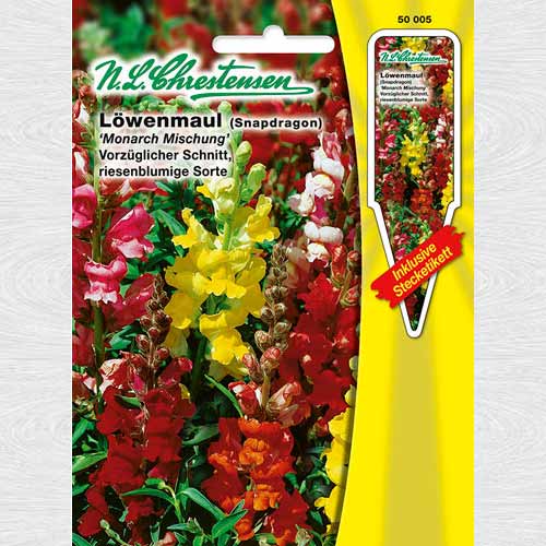 Gura leului pitică Monarch, mix multicolor imagine 1 articol 69239