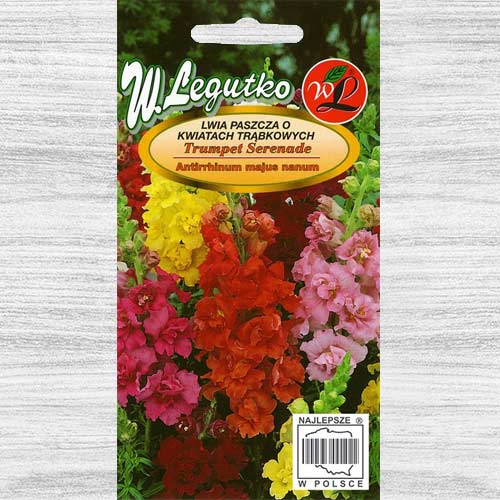 Gura leului pitică Trumpet Serenade, mix multicolor Legutko articol fotografie 1 Gura leului pitică Trumpet Serenade, mix multicolor Legutko imagine 1 articol 78574