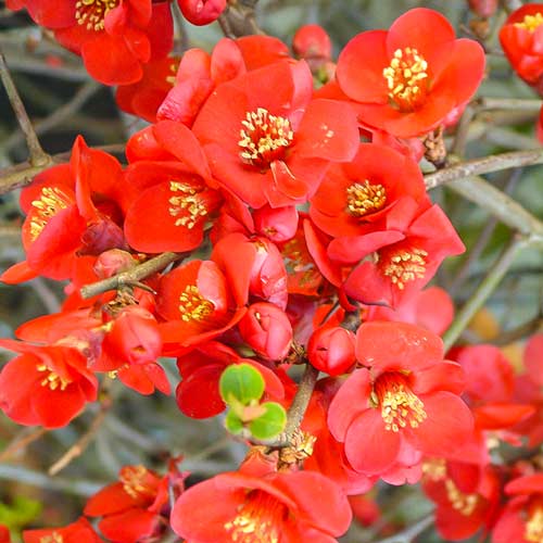 Gutui japonez Crimson and Gold imagine 1 articol 9202