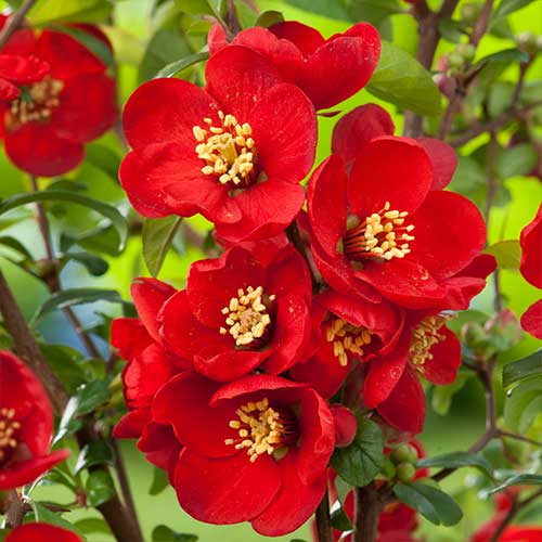 Gutui japonez Elly Mossel imagine 1 articol 4419