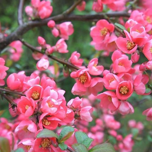 Gutui Pink Queen imagine 1 articol 9289