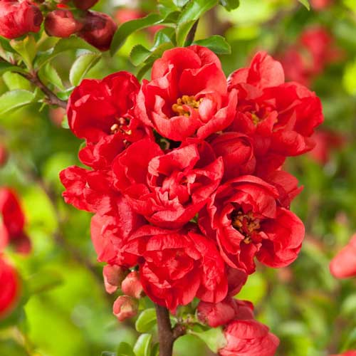 Gutui japonez Red joy imagine 1 articol 9203