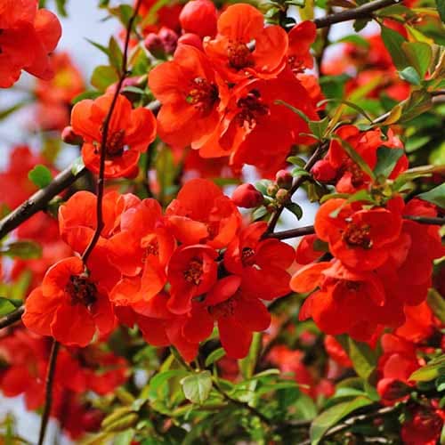 Gutui Nicoline imagine 1 articol 4706