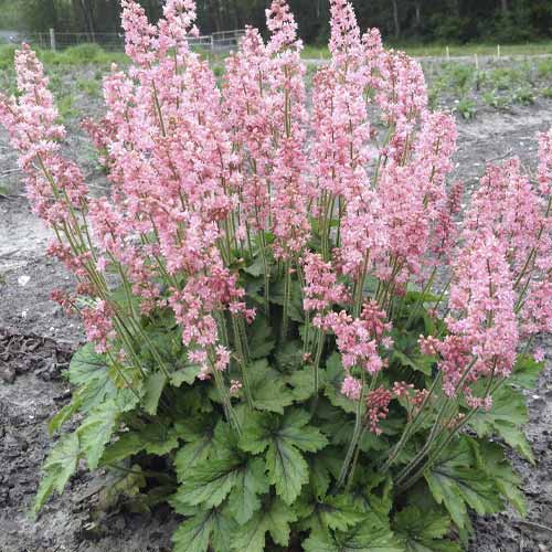Heucherella Pink Revolution, C2 imagine 1 articol 8540