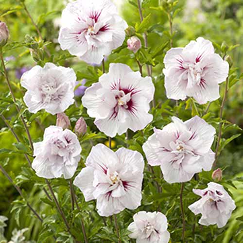 Hibiscus China Chiffon imagine 1 articol 77811